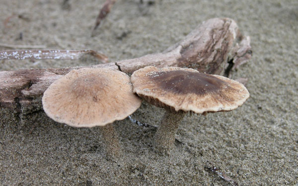funghi della Maremma